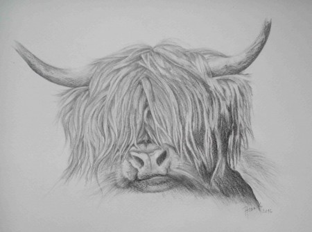 Highland cow, kresba, 1700,- kč